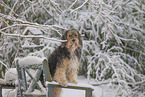 Mongrel dog