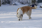 Mongrel dog