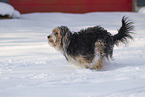 Mongrel dog