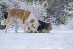 Mongrel dog