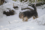 Mongrel dog