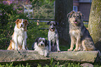 Mongrel dog