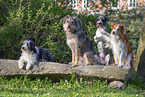 Mongrel dog