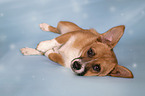 Mongrel in front of blue background