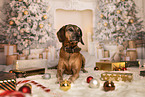 Bavarian-Mountain-Dog-Golden-Retriever-Mongrel