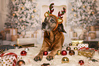 Bavarian-Mountain-Dog-Golden-Retriever-Mongrel