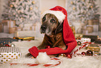 Bavarian-Mountain-Dog-Golden-Retriever-Mongrel