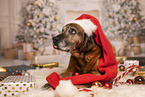 Bavarian-Mountain-Dog-Golden-Retriever-Mongrel
