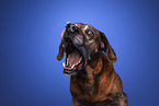 Bavarian-Mountain-Dog-Golden-Retriever-Mongrel