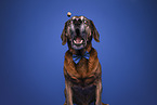 Bavarian-Mountain-Dog-Golden-Retriever-Mongrel