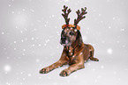 Bavarian-Mountain-Dog-Golden-Retriever-Mongrel