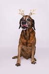 Bavarian-Mountain-Dog-Golden-Retriever-Mongrel