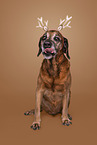 Bavarian-Mountain-Dog-Golden-Retriever-Mongrel