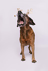 Bavarian-Mountain-Dog-Golden-Retriever-Mongrel