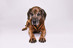 Bavarian-Mountain-Dog-Golden-Retriever-Mongrel