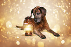Bavarian-Mountain-Dog-Golden-Retriever-Mongrel