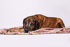 Bavarian-Mountain-Dog-Golden-Retriever-Mongrel