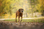 Bavarian-Mountain-Dog-Golden-Retriever-Mongrel
