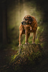 Bavarian-Mountain-Dog-Golden-Retriever-Mongrel