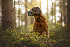 Bavarian-Mountain-Dog-Golden-Retriever-Mongrel
