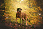Bavarian-Mountain-Dog-Golden-Retriever-Mongrel