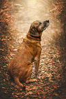 Bavarian-Mountain-Dog-Golden-Retriever-Mongrel
