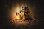Bavarian-Mountain-Dog-Golden-Retriever-Mongrel