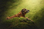 Bavarian-Mountain-Dog-Golden-Retriever-Mongrel