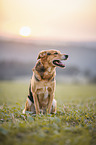 Mongrel dog
