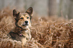 Mongrel dog