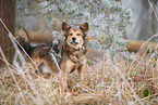 Mongrel dog