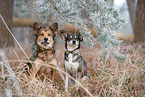 Mongrel dog
