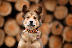 Mongrel dog