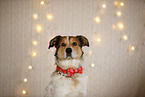 Mongrel dog