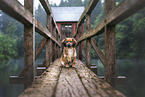 Mongrel dog