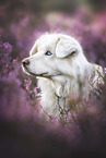 Mongrel dog