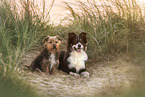 Mongrel dog