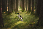 Mongrel dog
