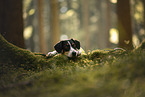 Mongrel dog