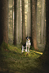 Mongrel dog
