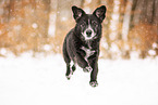 Mongrel dog