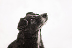 Mongrel dog