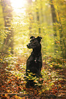 Mongrel dog