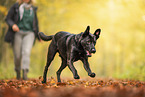 Mongrel dog