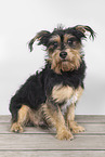Mongrel dog
