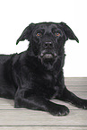 Mongrel dog