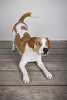 Mongrel dog