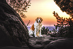 Mongrel dog