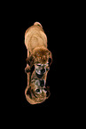 Mongrel dog