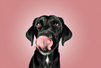 Mongrel dog